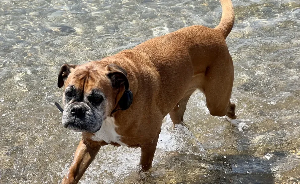 Cão Boxer andando na beira do mar