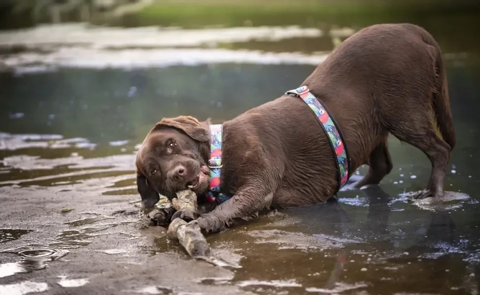 Labrador brincando na água