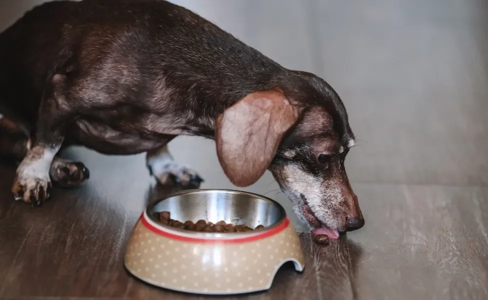 cachorro idoso comendo ração