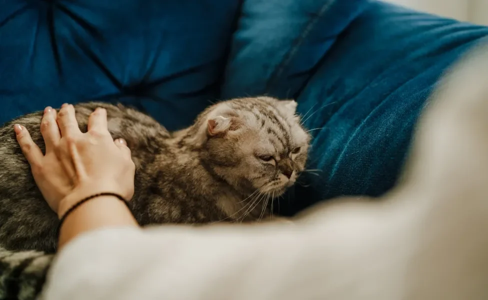 gato com dor deitado no sofá