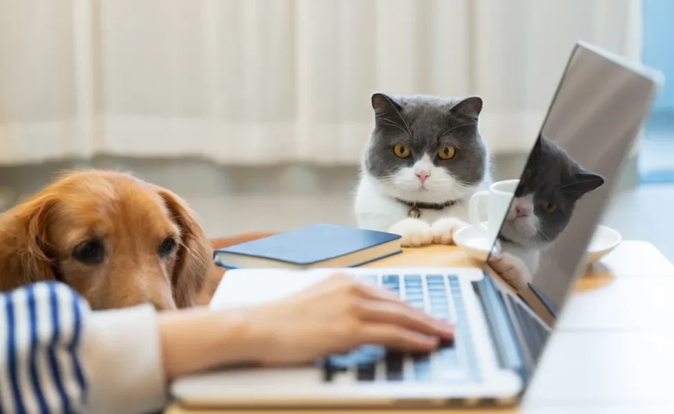 cachorro e gato ao lado de computador