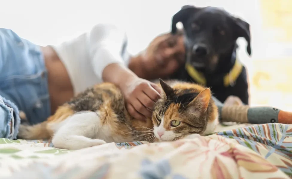 cachorro e gato ao lado de mulher