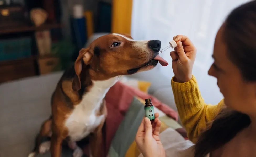 mulher oferecendo cannabis para cachorro