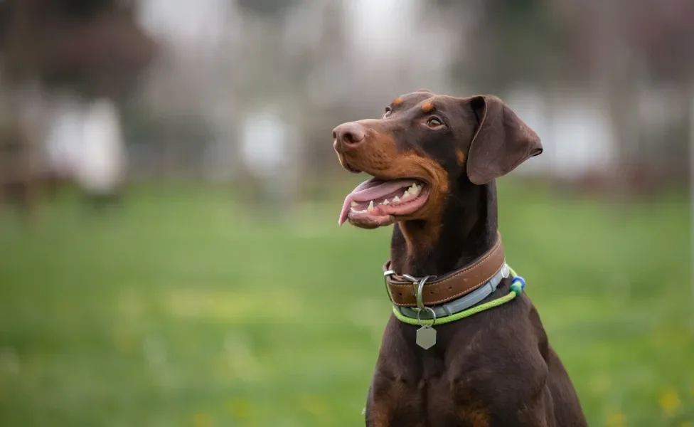 Doberman sentado ao ar livre