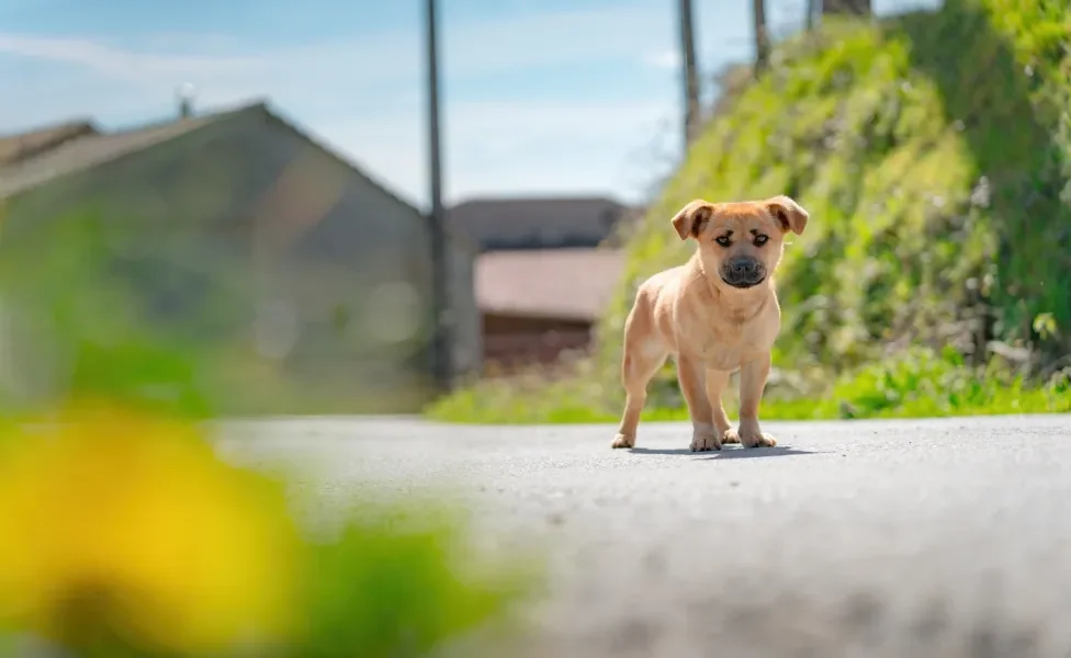 cachorro perdido na estrada