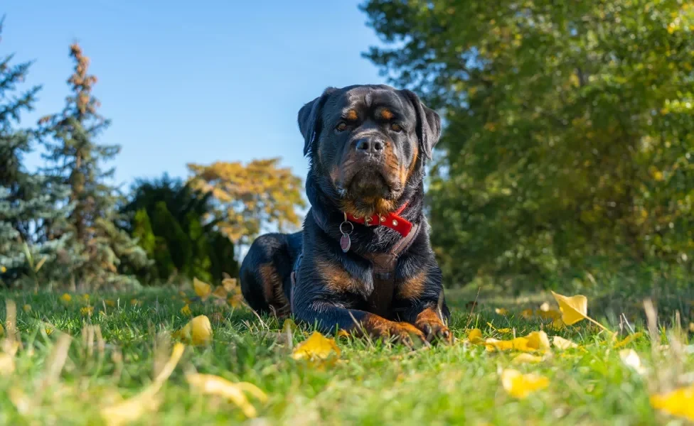 Rottweiler deitado na grama