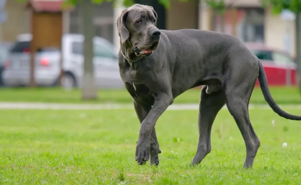 Dogue Alemão em pé ao ar livre