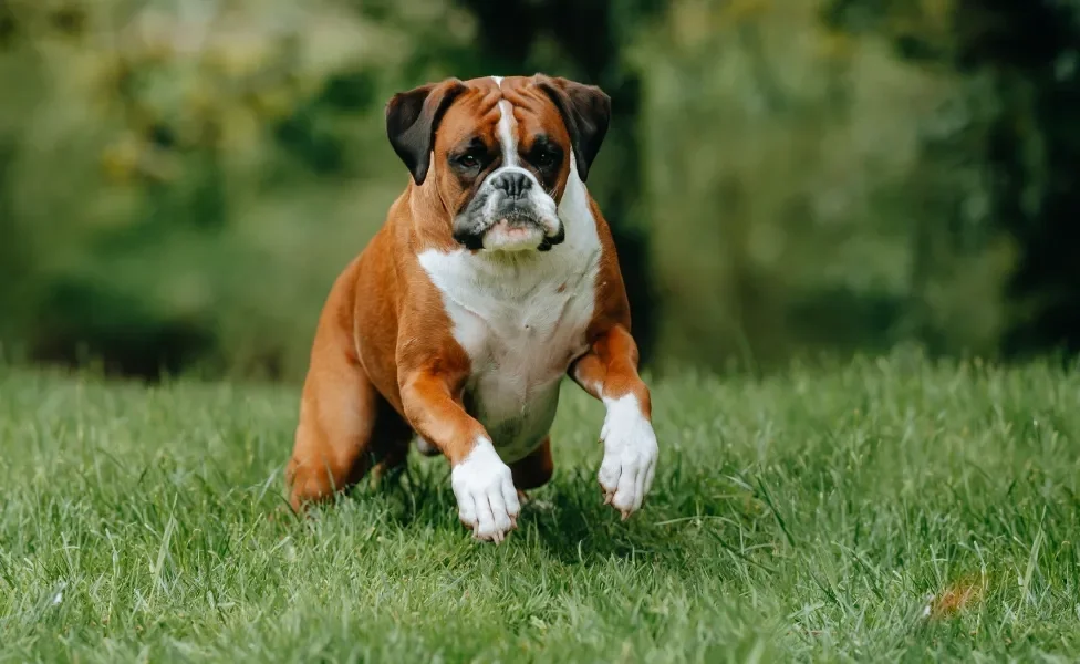 Boxer correndo ao ar livre