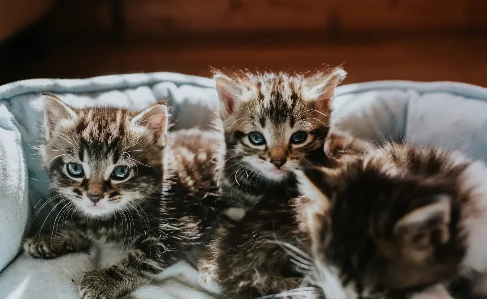 gatos filhotes reunidos em caminha