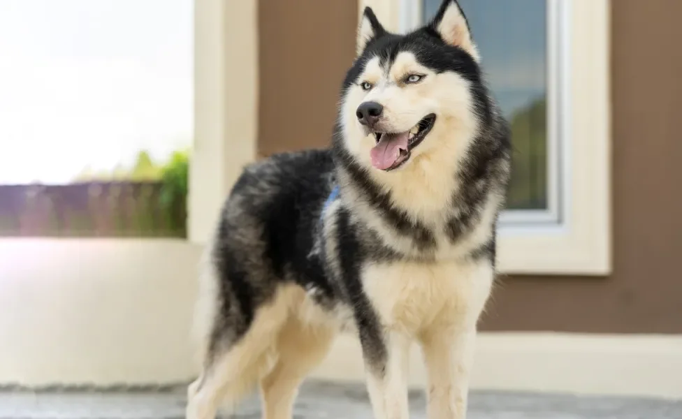 Husky Siberiano em pé ao ar livre