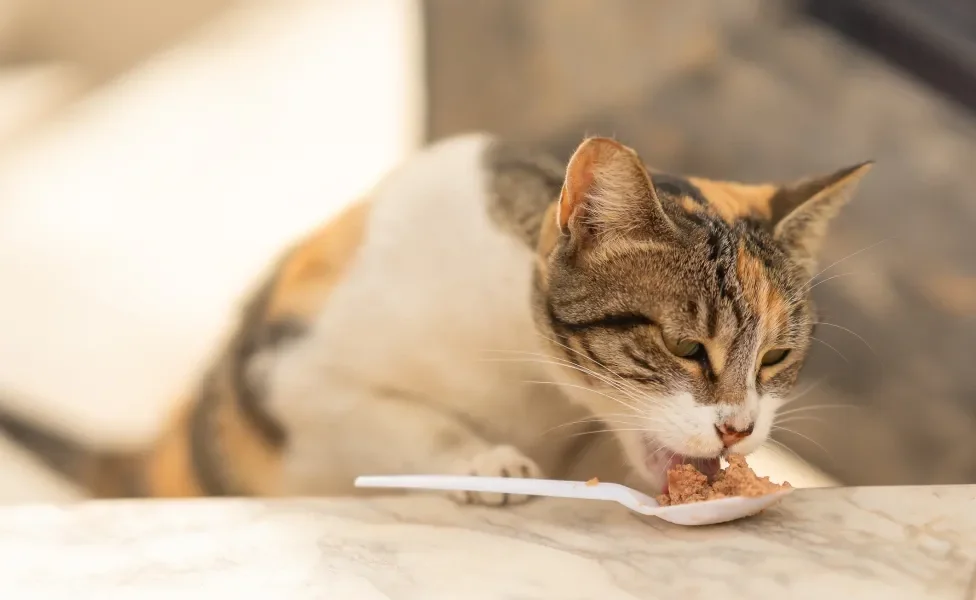 gato comendo sachê