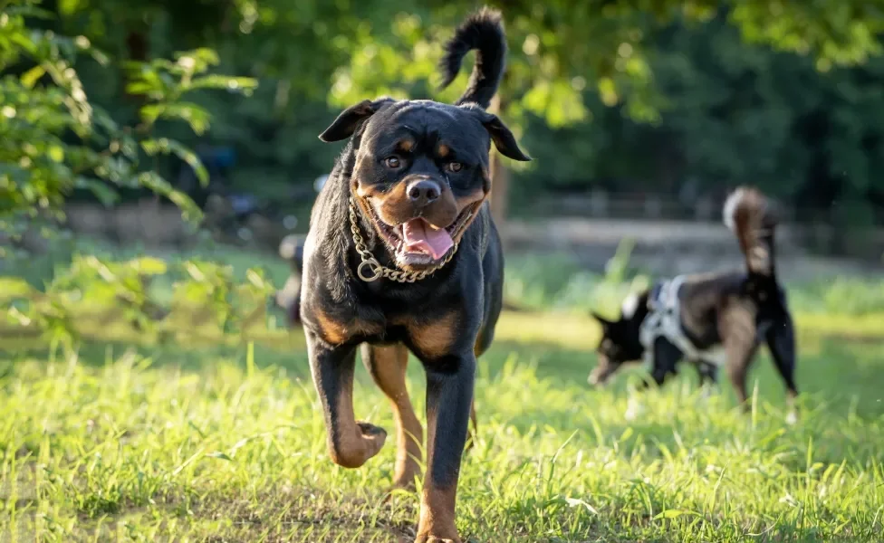 Rottweiler ao ar livre