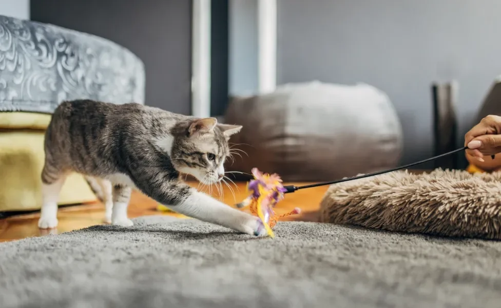 gato brincando com varinha 