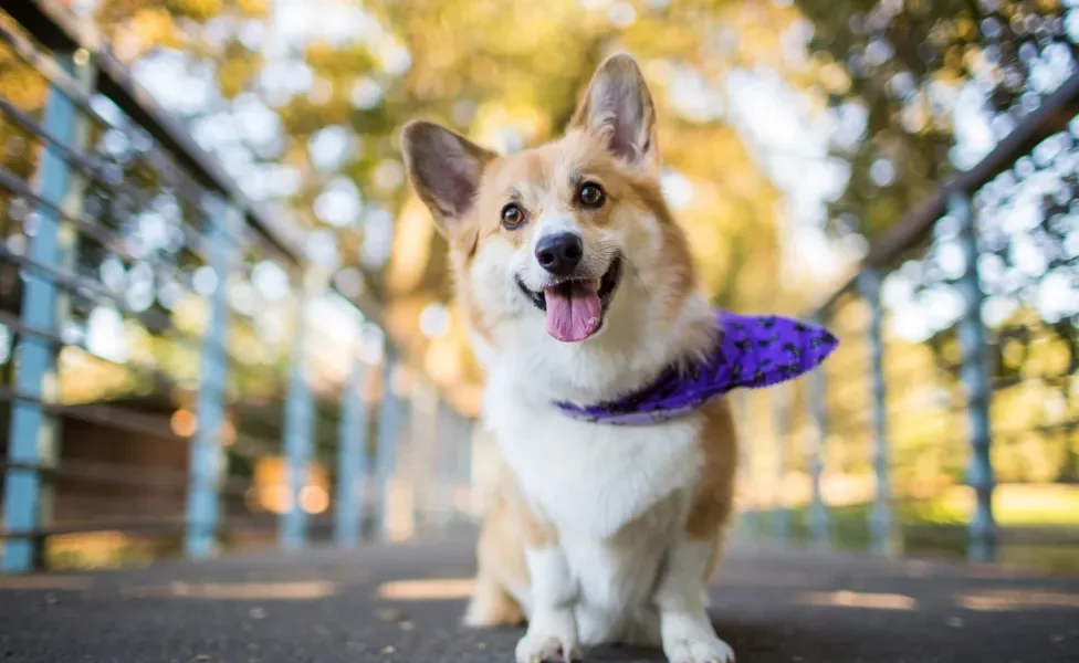 Corgi olhando para a foto