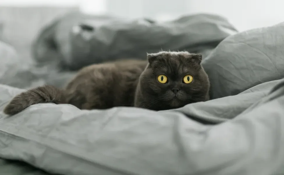 Scottish fold deitado na cama