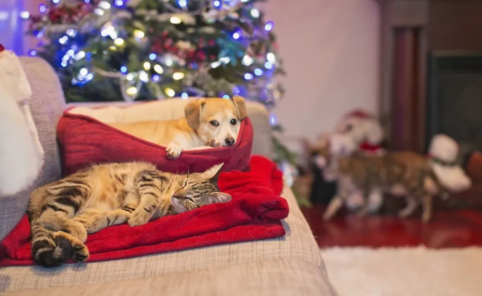 gato e cachorro deitados no sofá