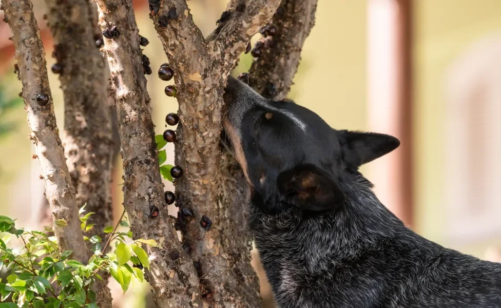 cachorro comendo jabuticaba da árvore