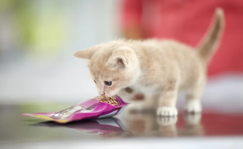 gato filhote cheirando o sachê