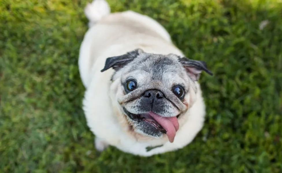 Pug sentado na grama