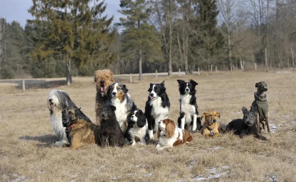 grupo de cachorros ao ar livre