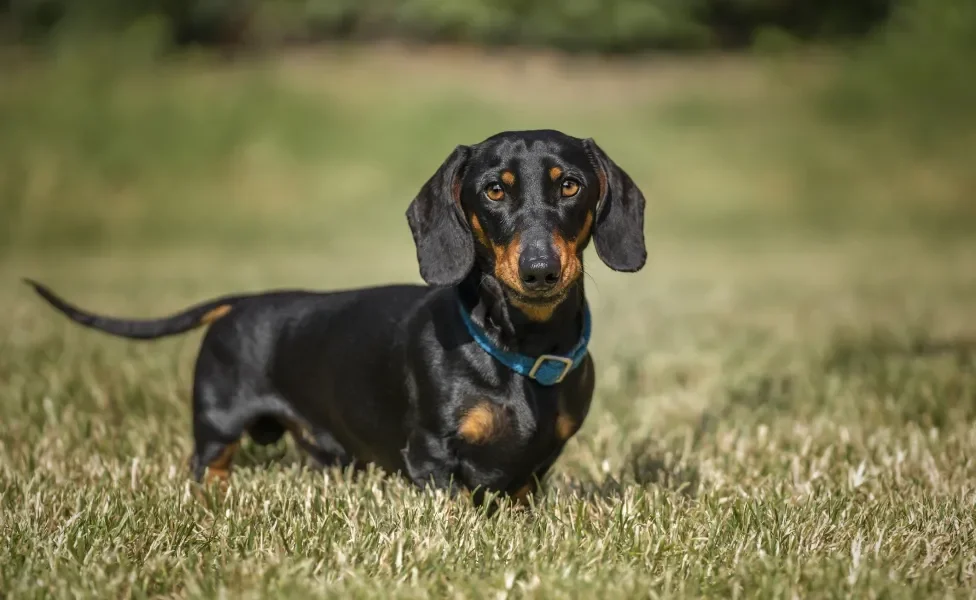 Dachshund ao ar livre