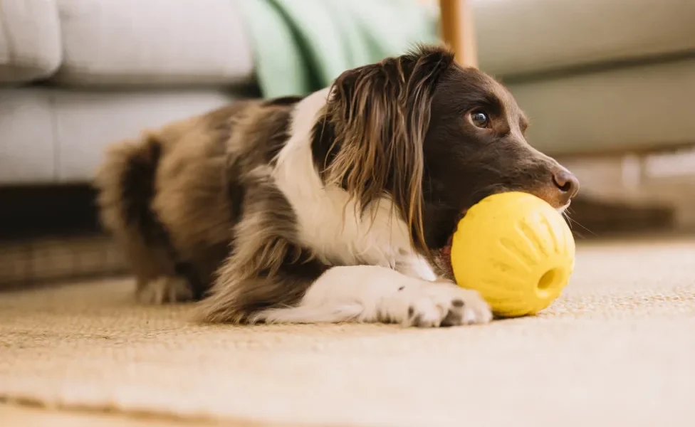 cachorro brincando com bolinha