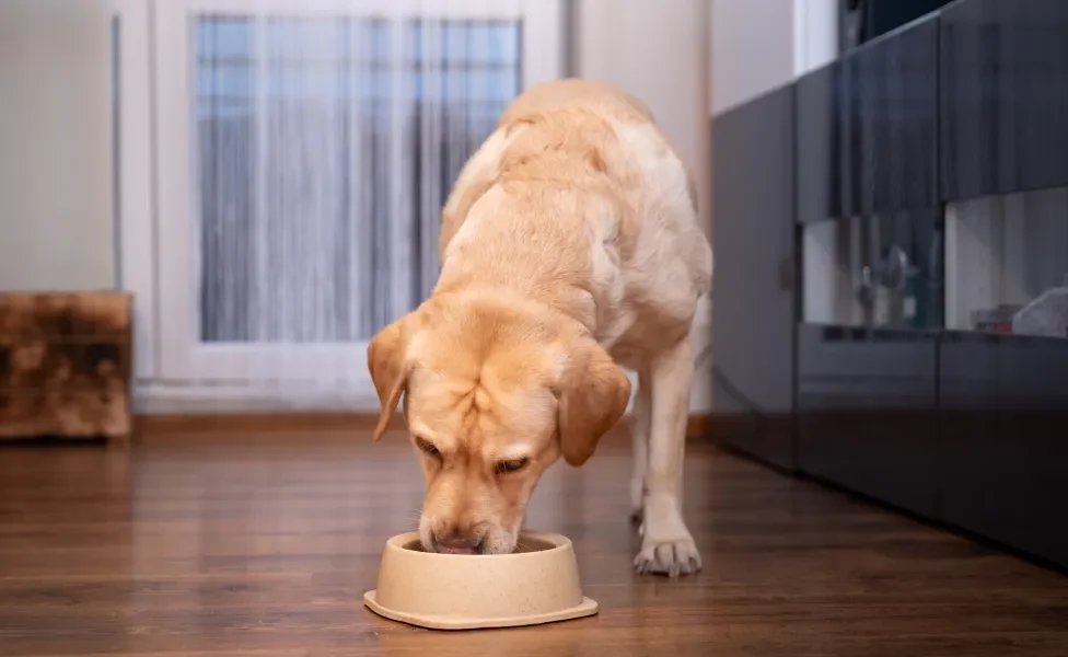 cachorro comendo ração