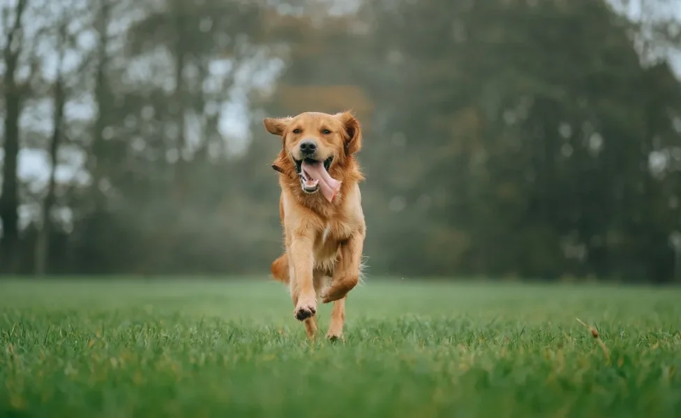 Golden Retriever correndo ao ar livre