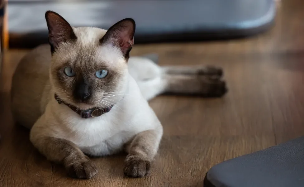 gato de raça deitado no chão