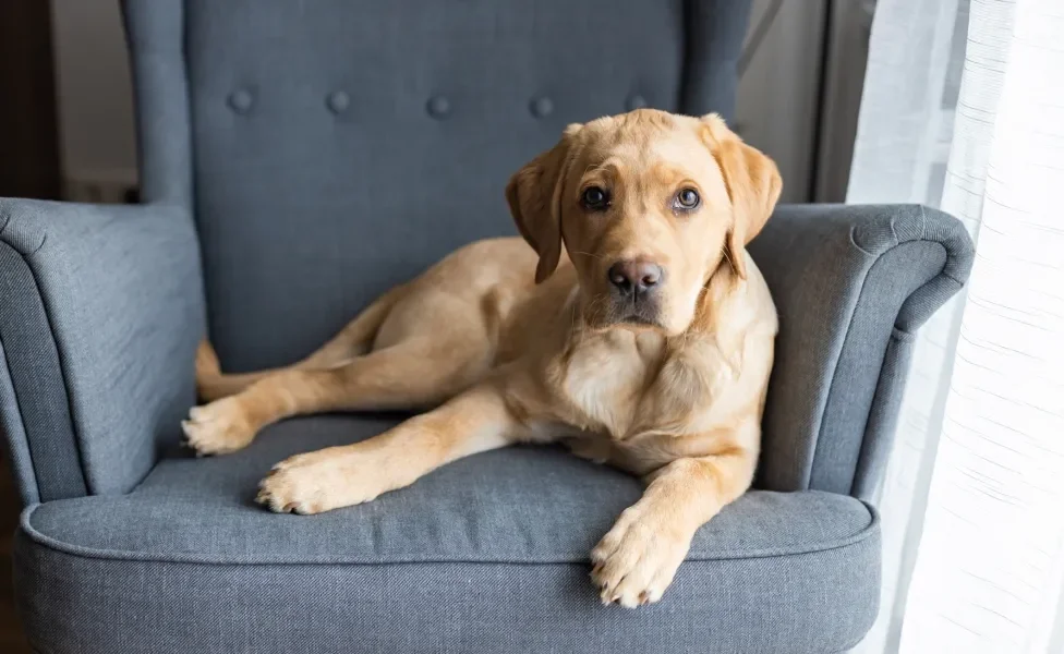 Labrador deitado em poltrona