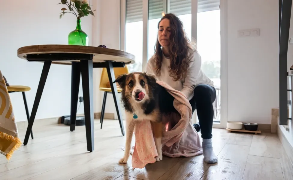 mulher secando cachorro com toalha