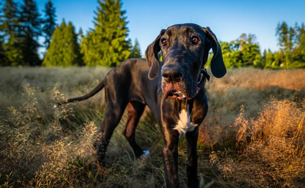 Dogue Alemão em pé ao ar livre