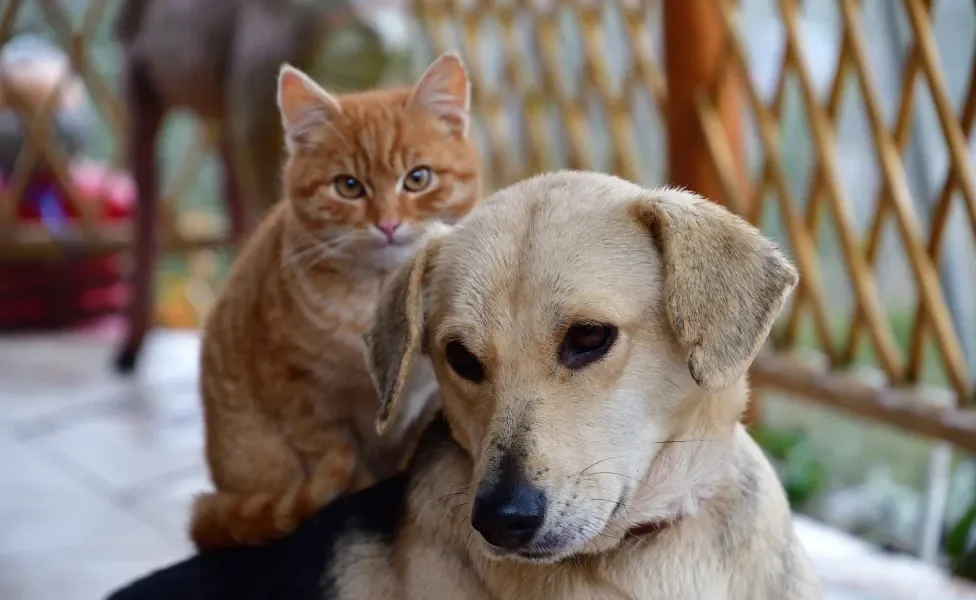 gato laranja em cima de cachorro vira-lata