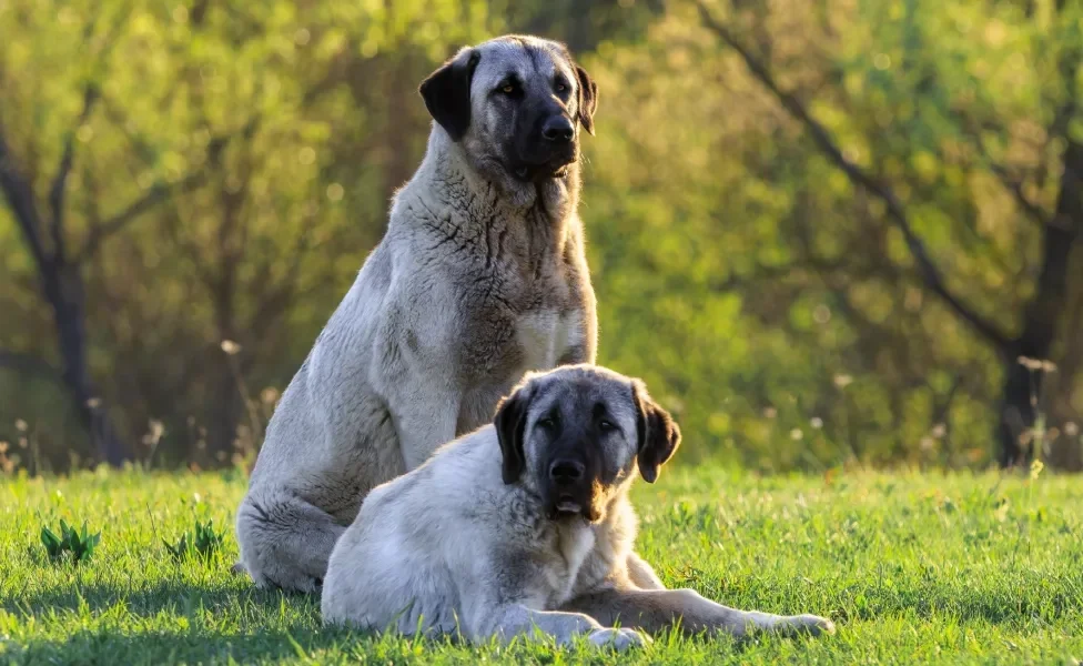 Dois cães da raça Kangal ao ar livre