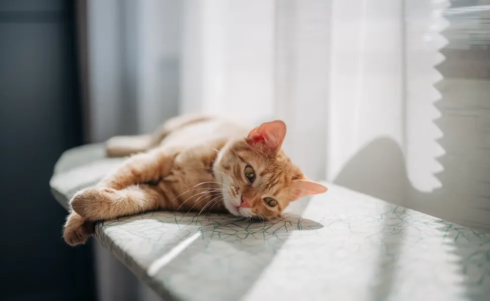 gato triste deitado em móvel