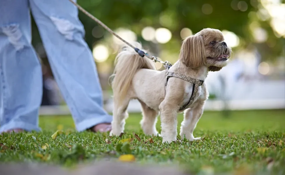 homem passeando com cachorro