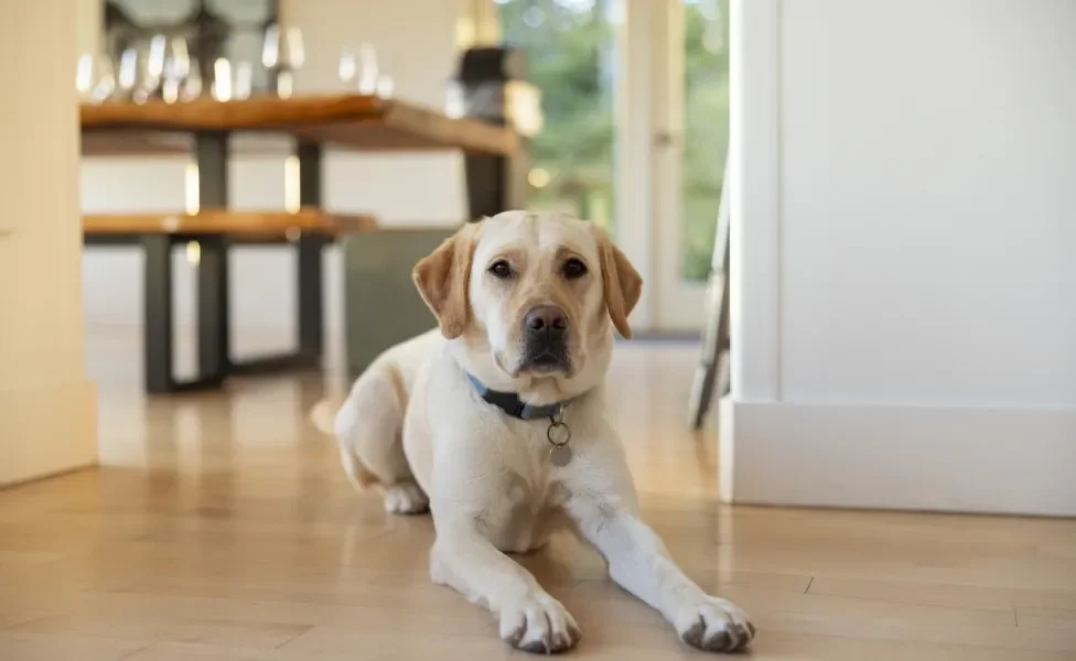 Labrador Retriever deitado no chão de casa