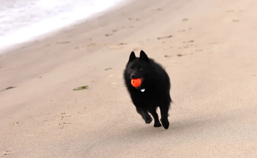 Schipperke correndo com bola na boca