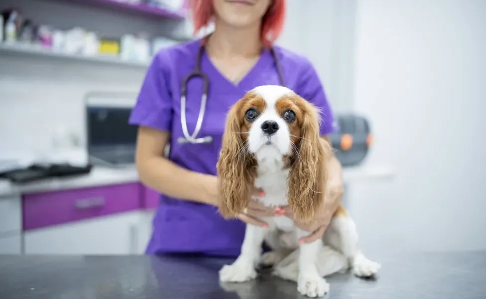 Cavalier King Charles Spaniel em consulta veterinária