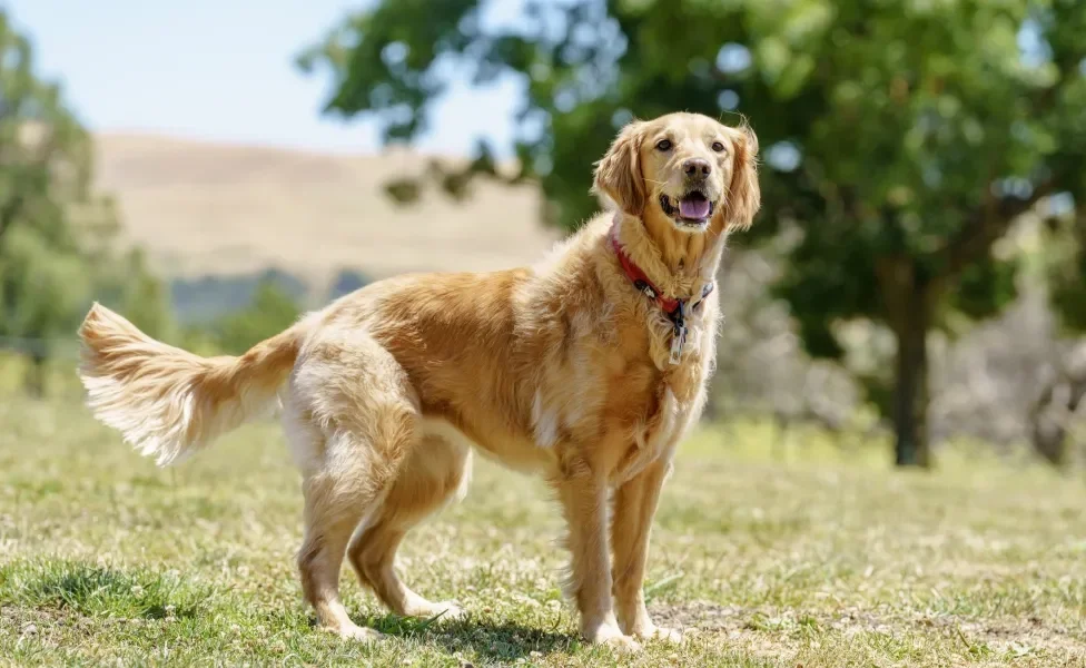 Golden Retriever em pé ao ar livre