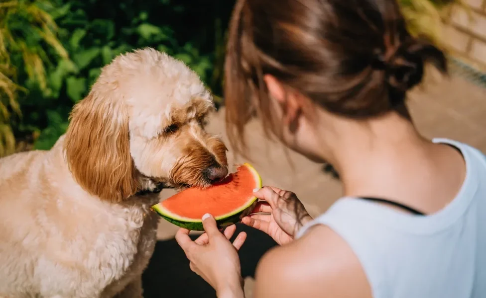 mulher oferecendo fruta para cachorro