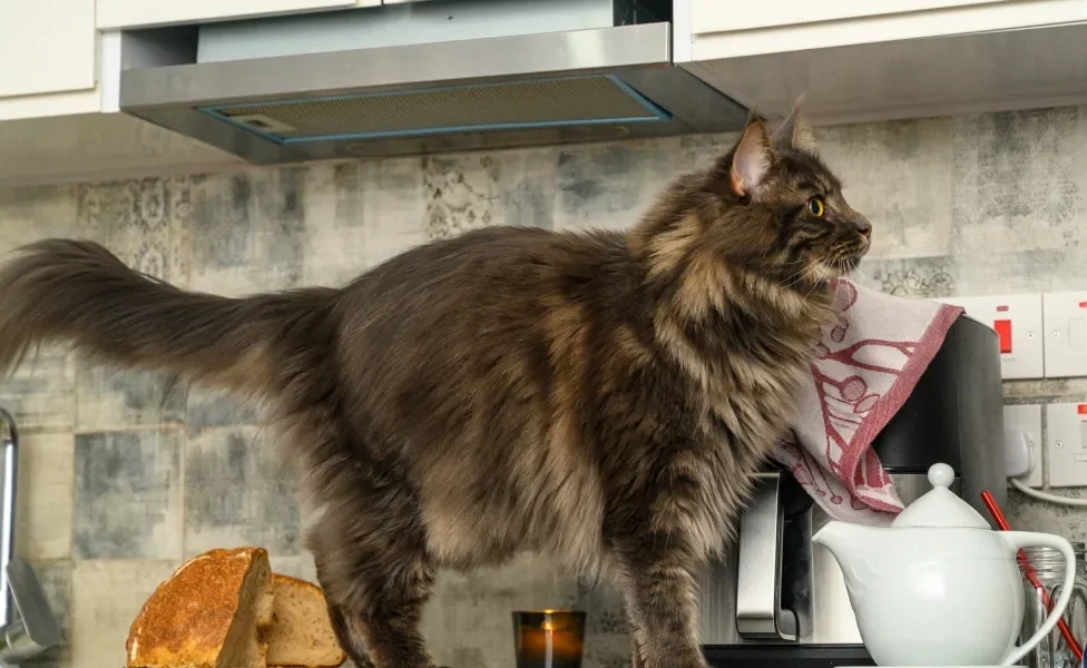 Maine Coon em cima de pia de cozinha