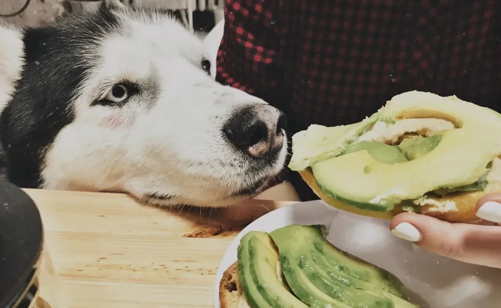 Husky Siberiano cheirando um dos alimentos proibidos para cachorro