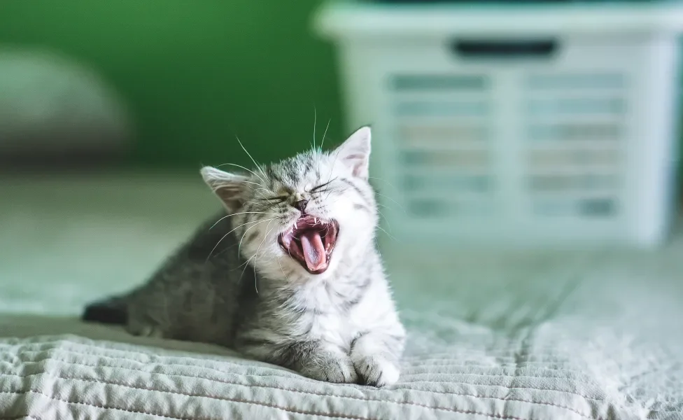 gato miando muito em cima da cama