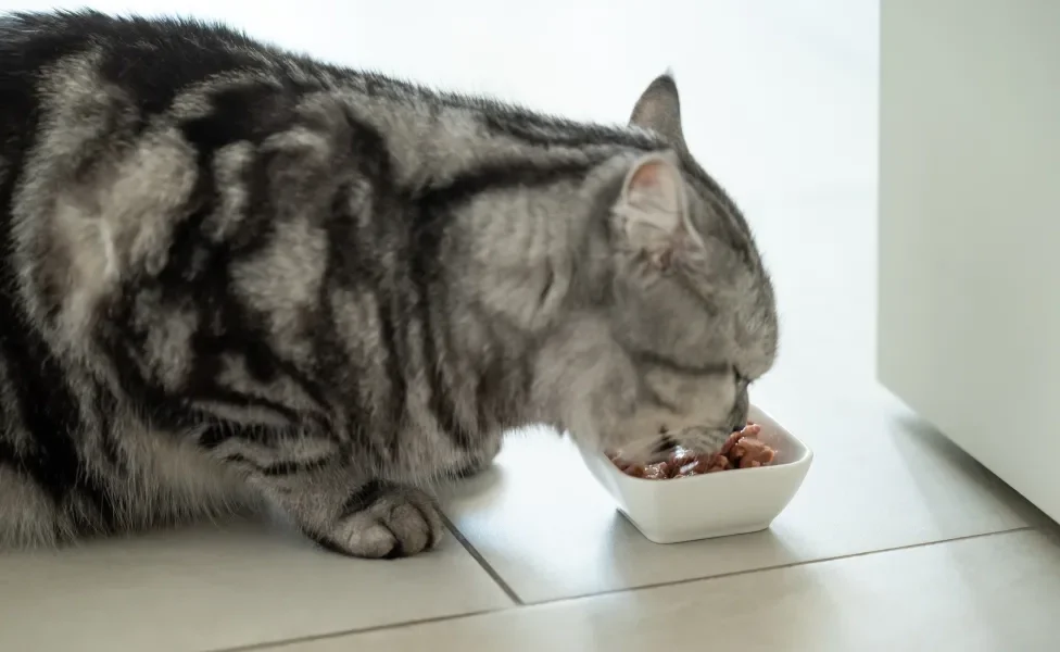 bichano comendo sachê para gatos