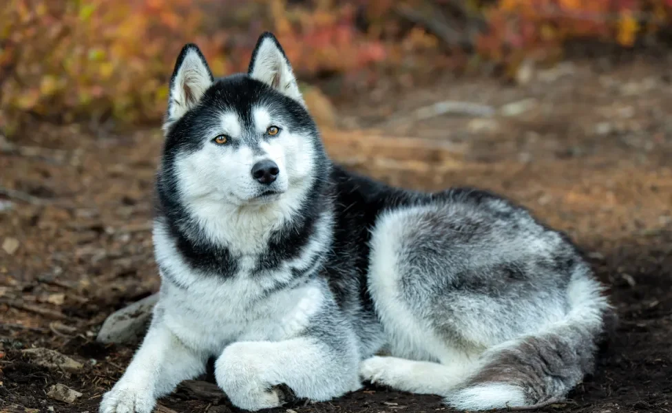 Husky Siberiano deitado na floresta