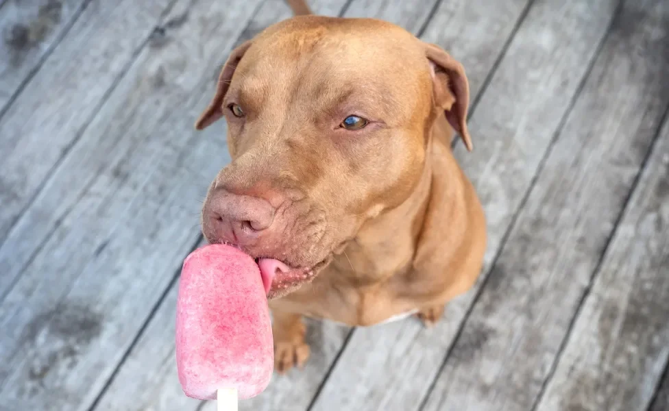 cachorro com calor tomando picolé