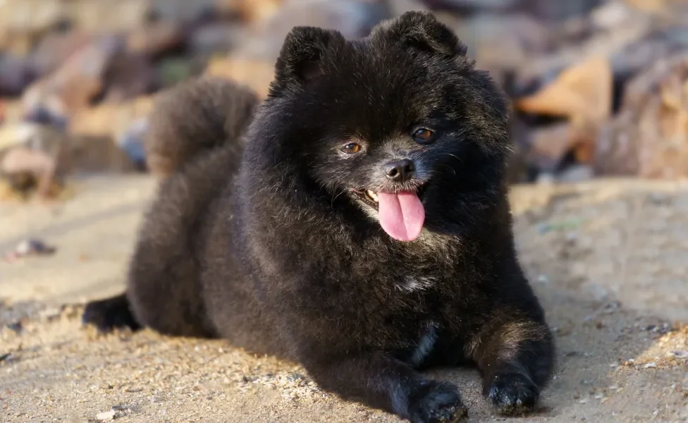 Spitz Alemão preto deitado na areia