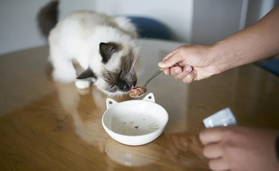 gato comendo sachê