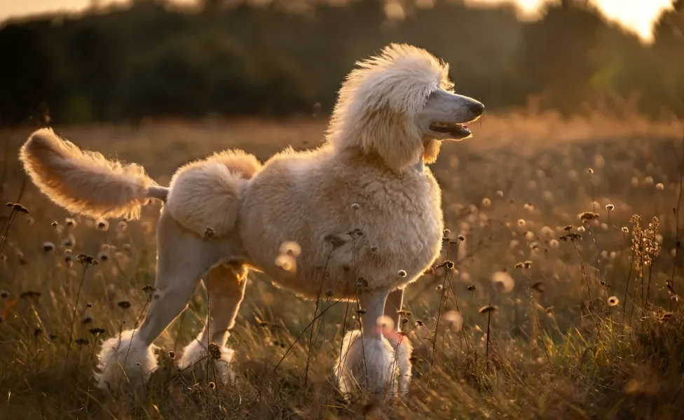 Poodle em pé ao ar livre